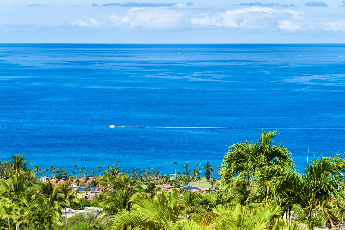 Blue Hawaii #74