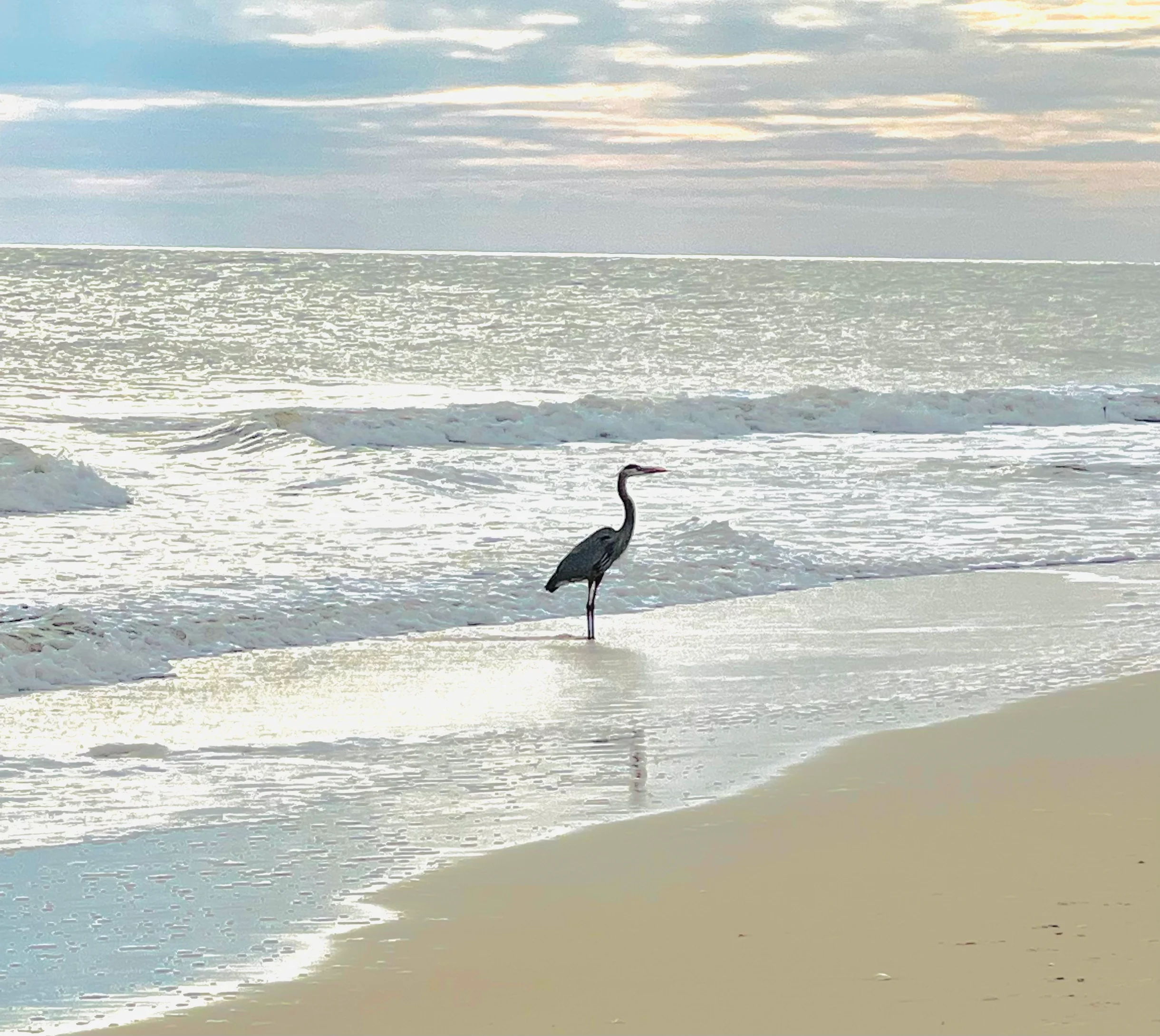 Island Kisses and Starfish Wishes #66