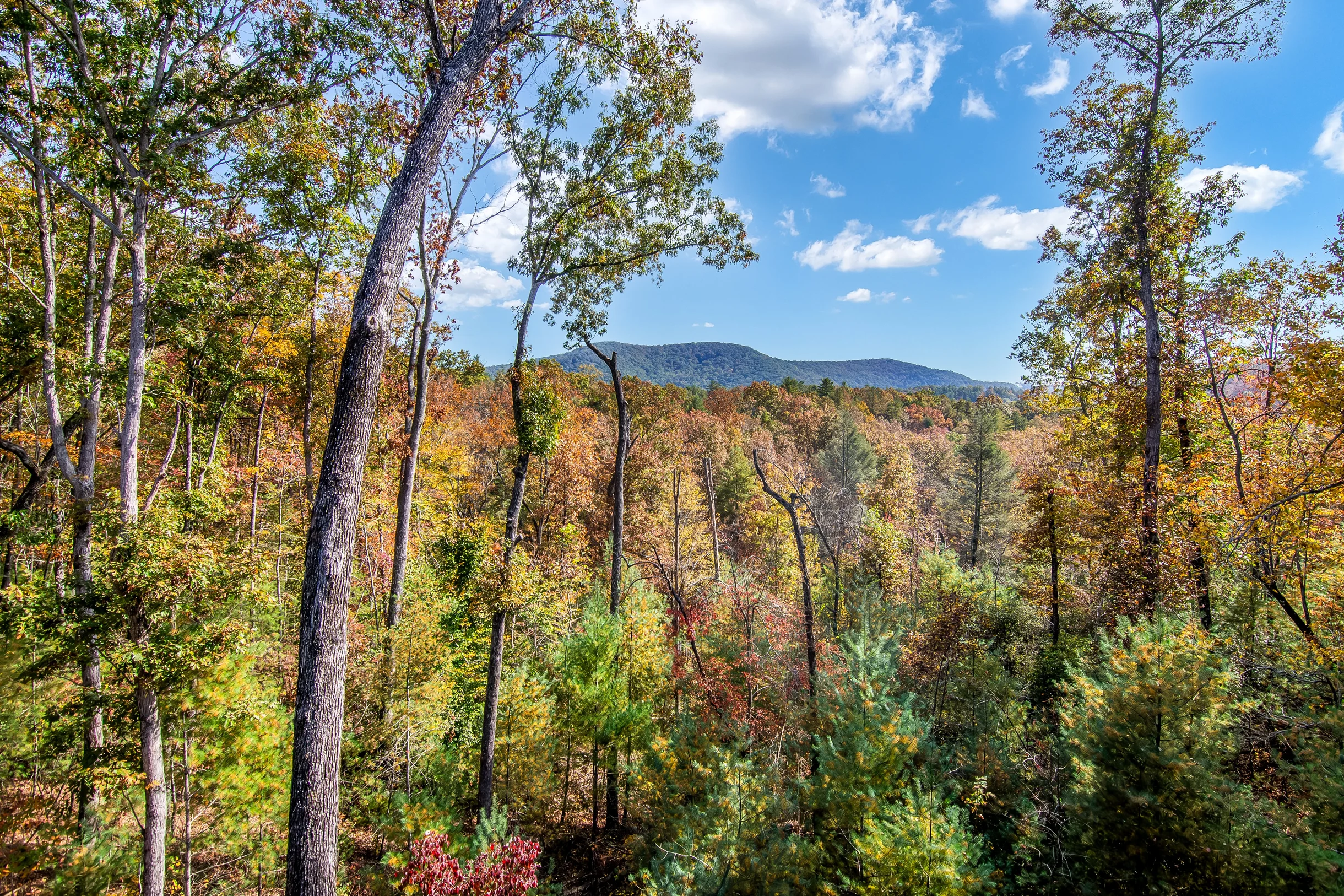 Red Stag Ridge #65