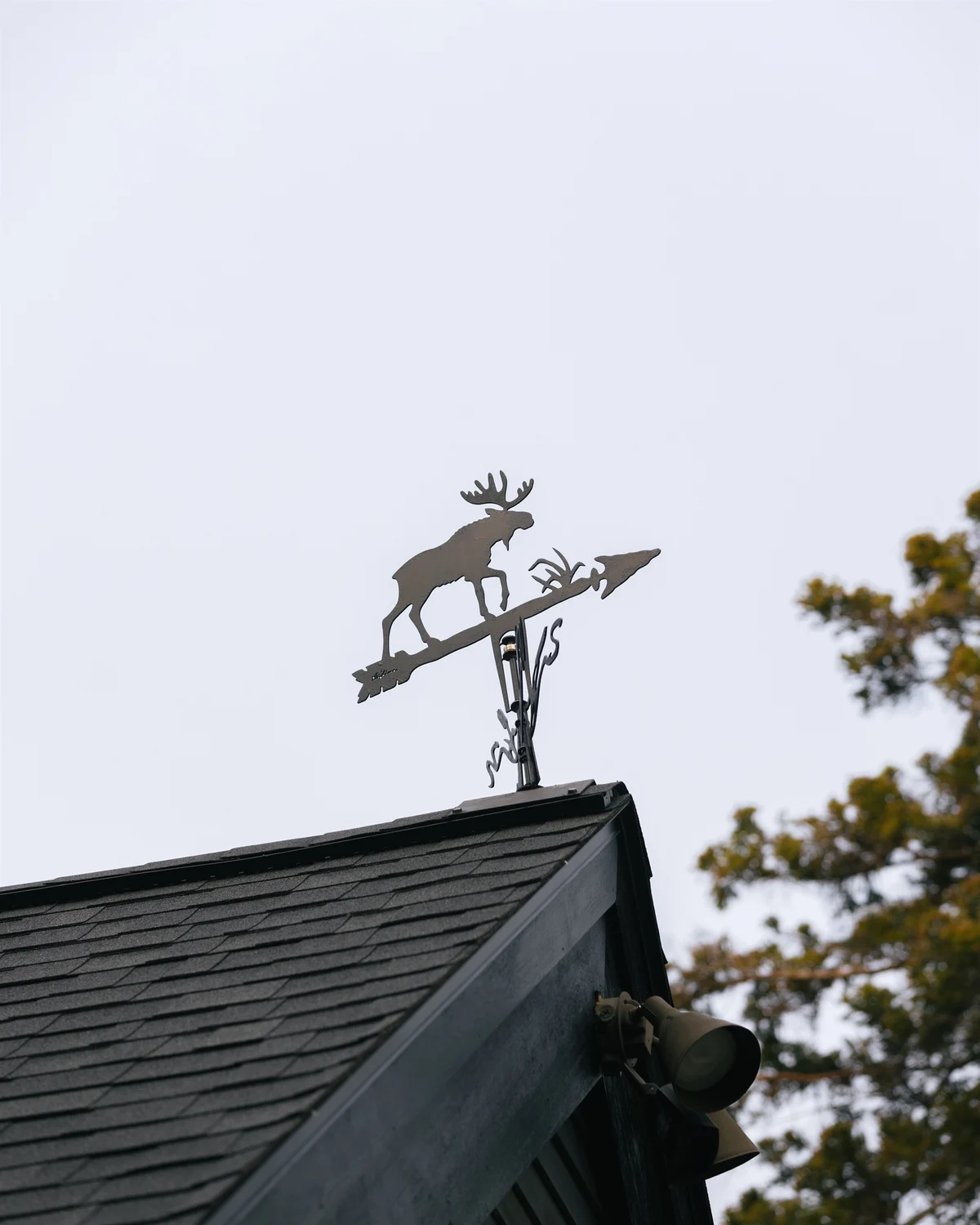 Wandering Moose #52