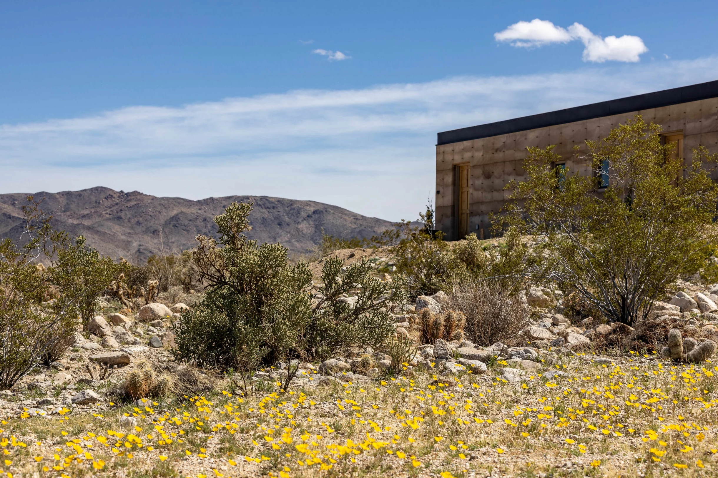 Wander Mojave Desert #141