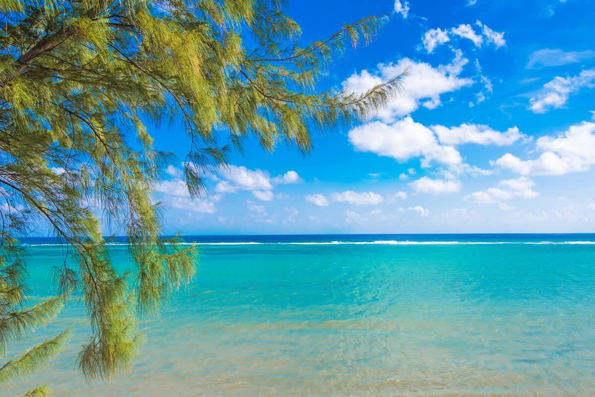 Cayman Paradise #1 #66