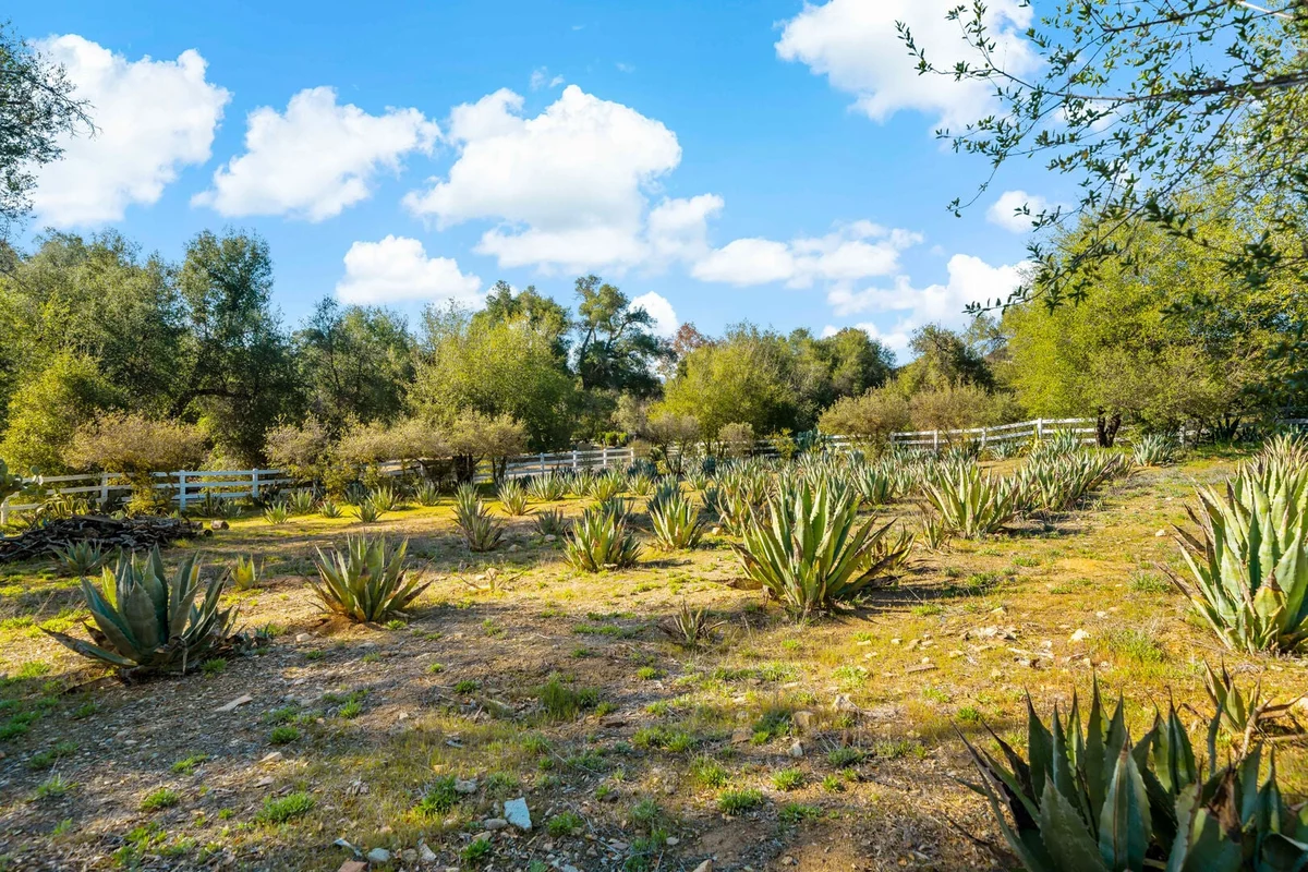 Hombre - Rancho Agave Azul #12