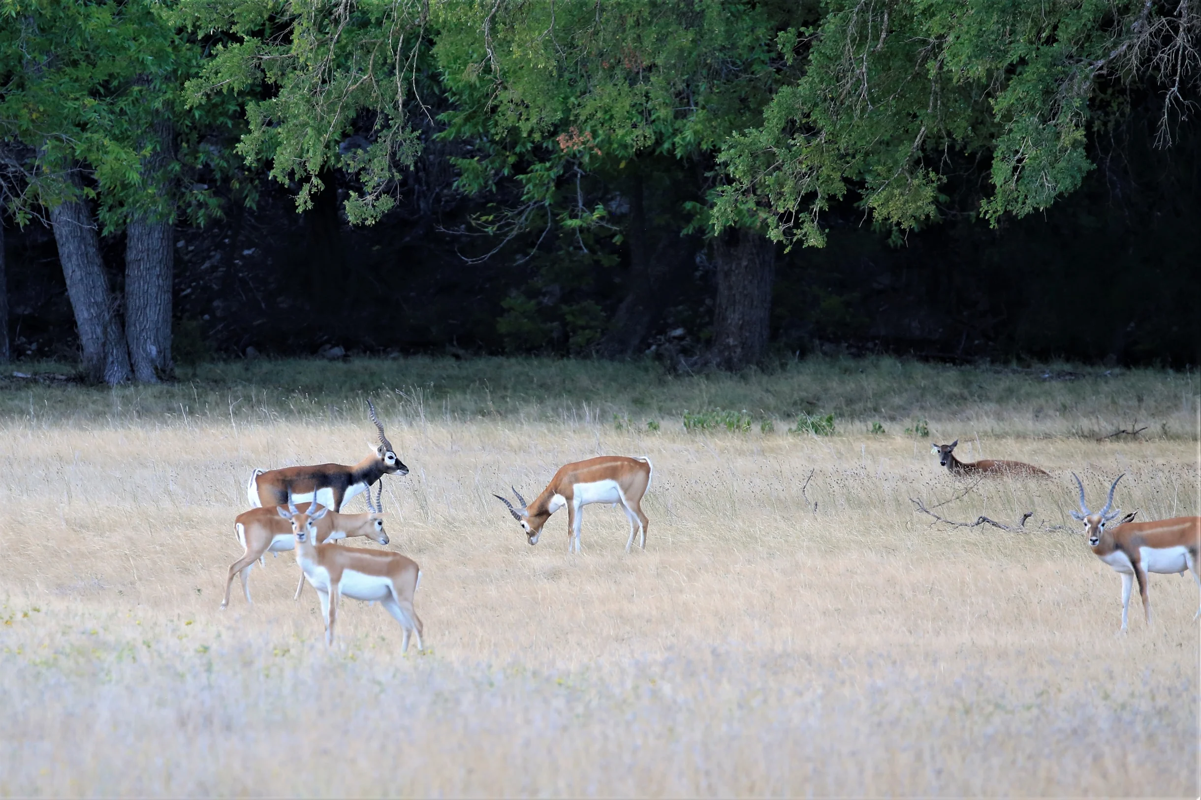 TX Retreat @ 6S River Ranch #1