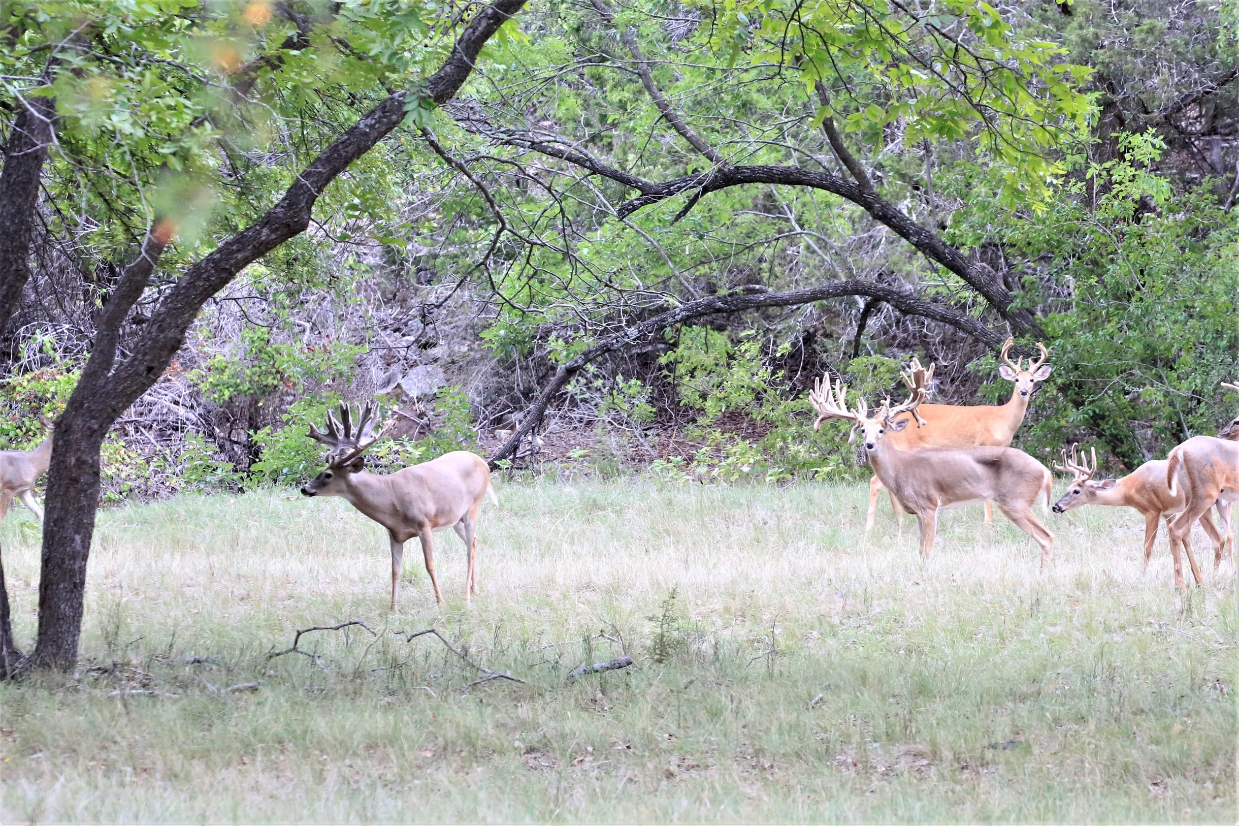 TX Retreat @ 6S River Ranch #67