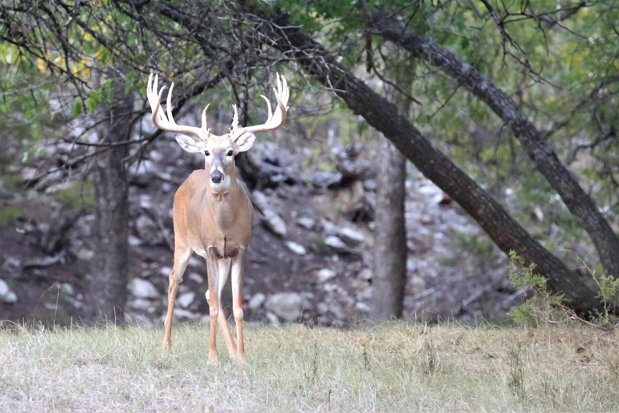 TX Retreat @ 6S River Ranch #98