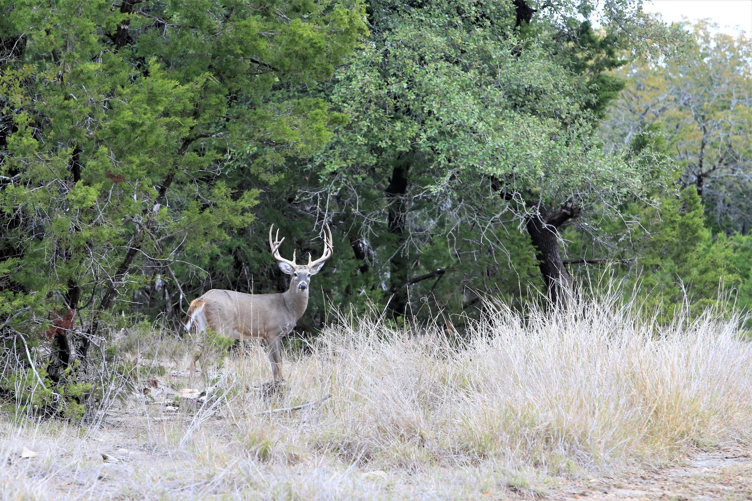 TX Retreat @ 6S River Ranch #95