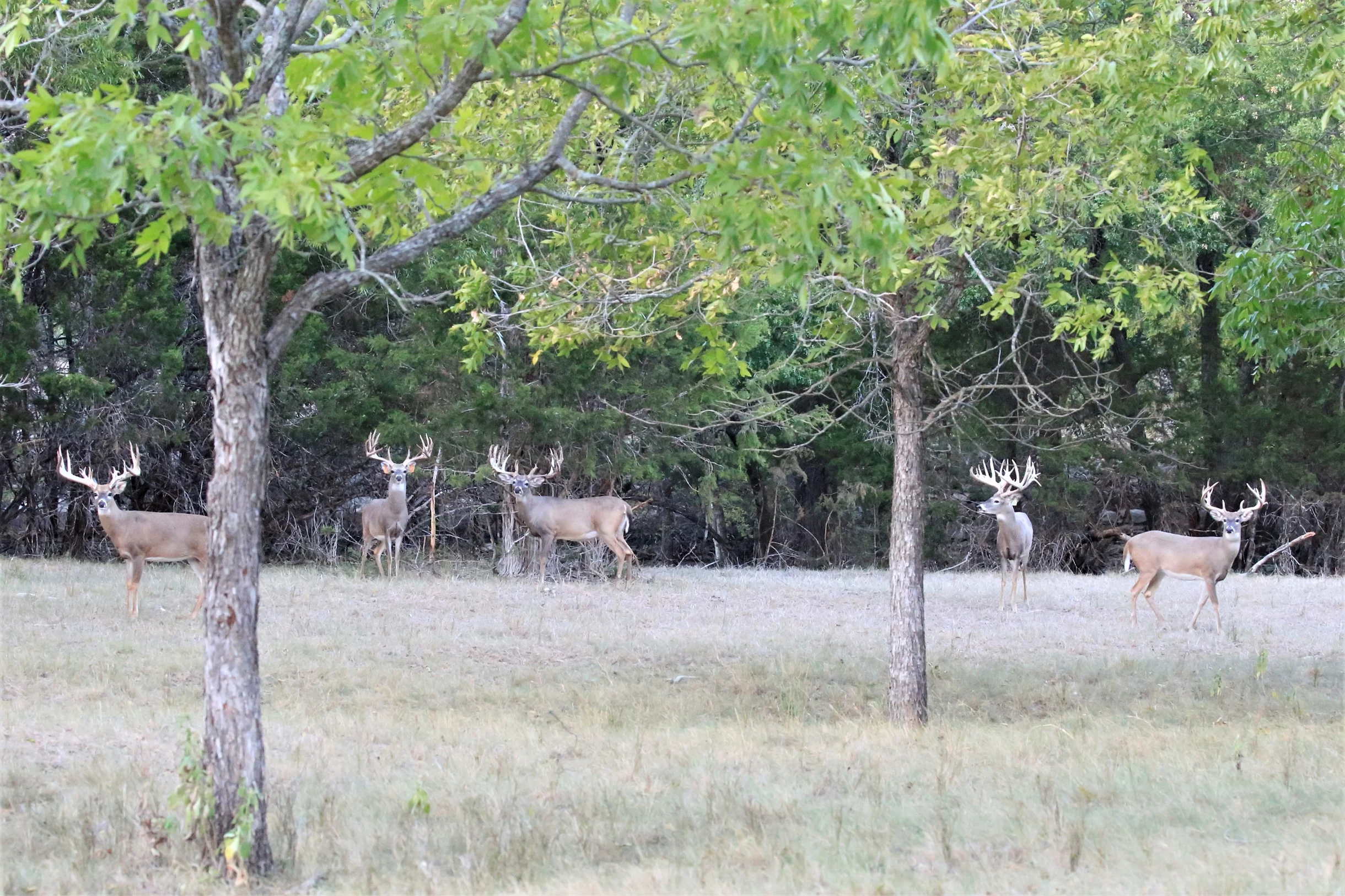 TX Retreat @ 6S River Ranch #51