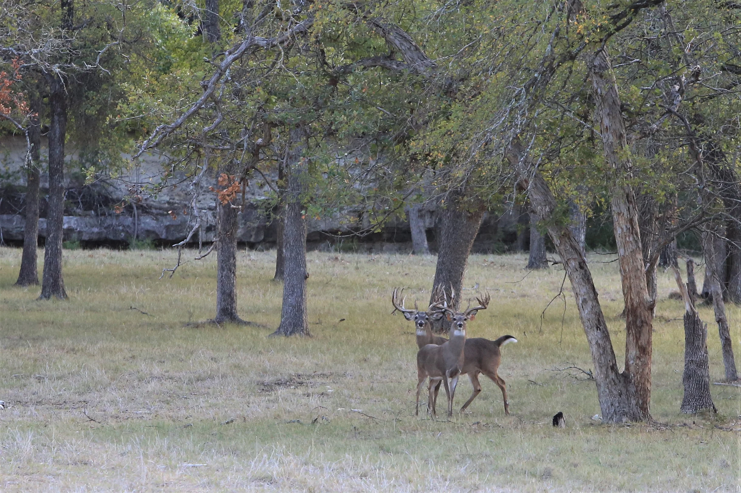 TX Retreat @ 6S River Ranch #3