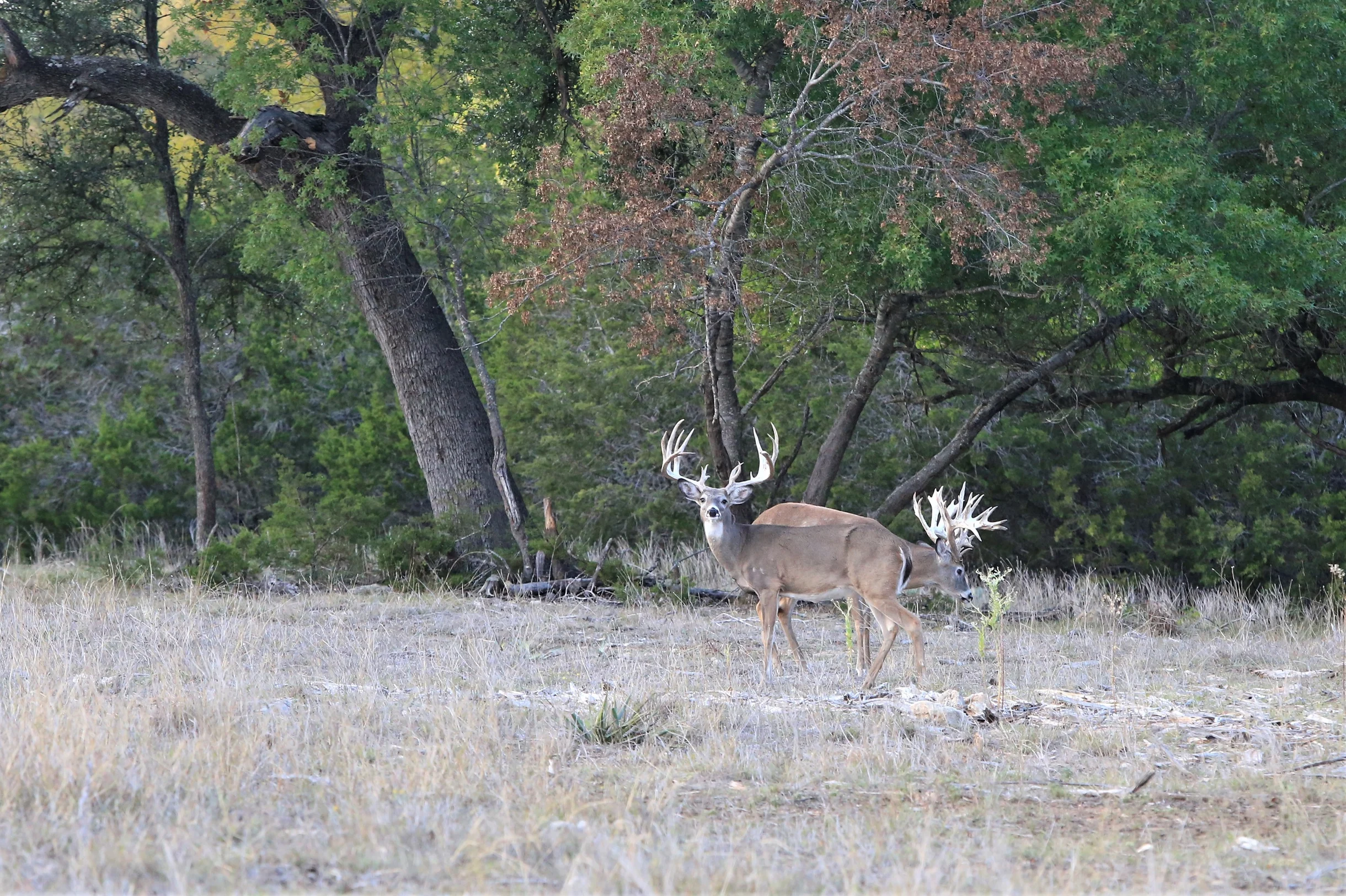 TX Retreat @ 6S River Ranch #68