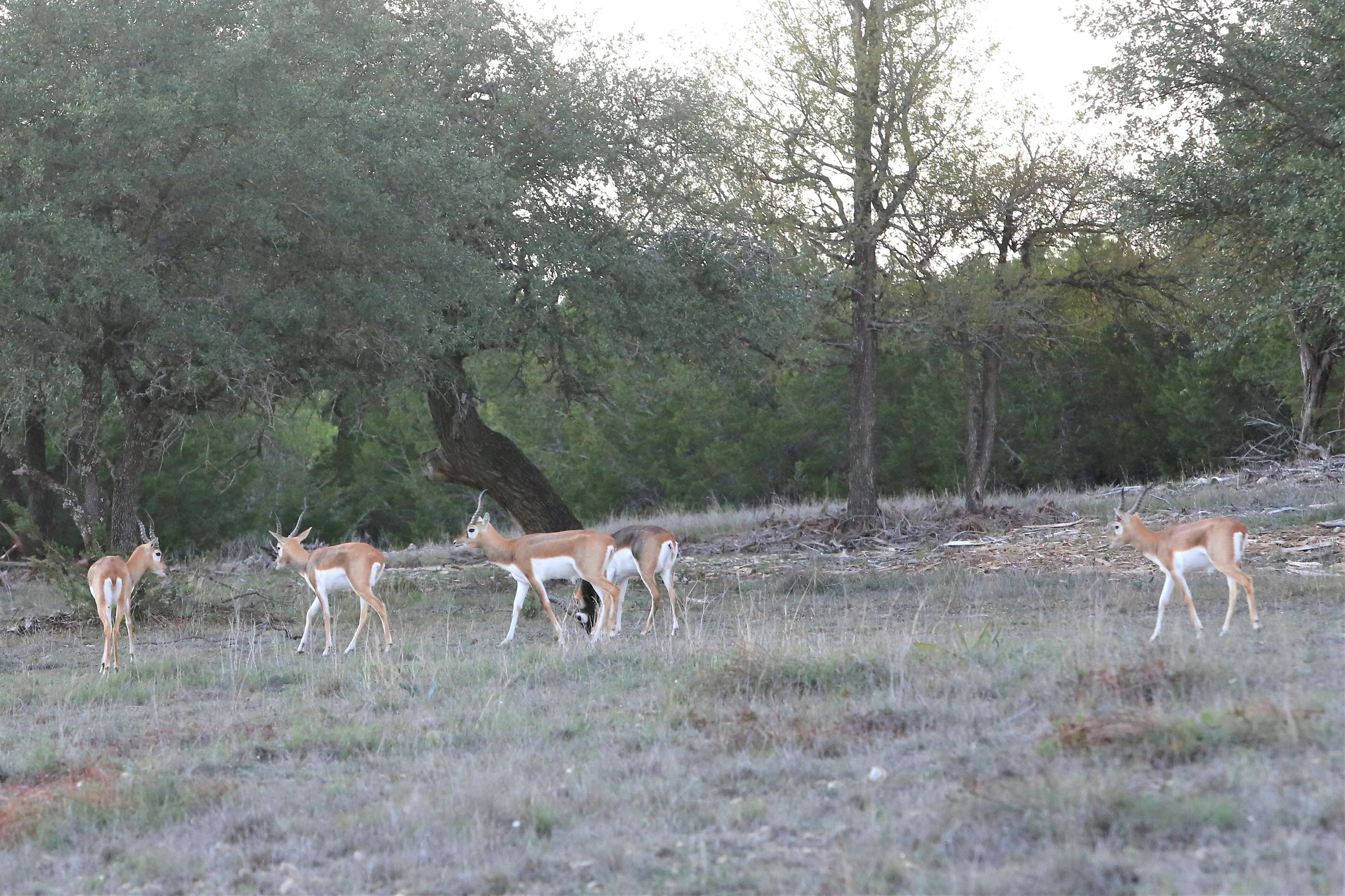 TX Retreat @ 6S River Ranch #27
