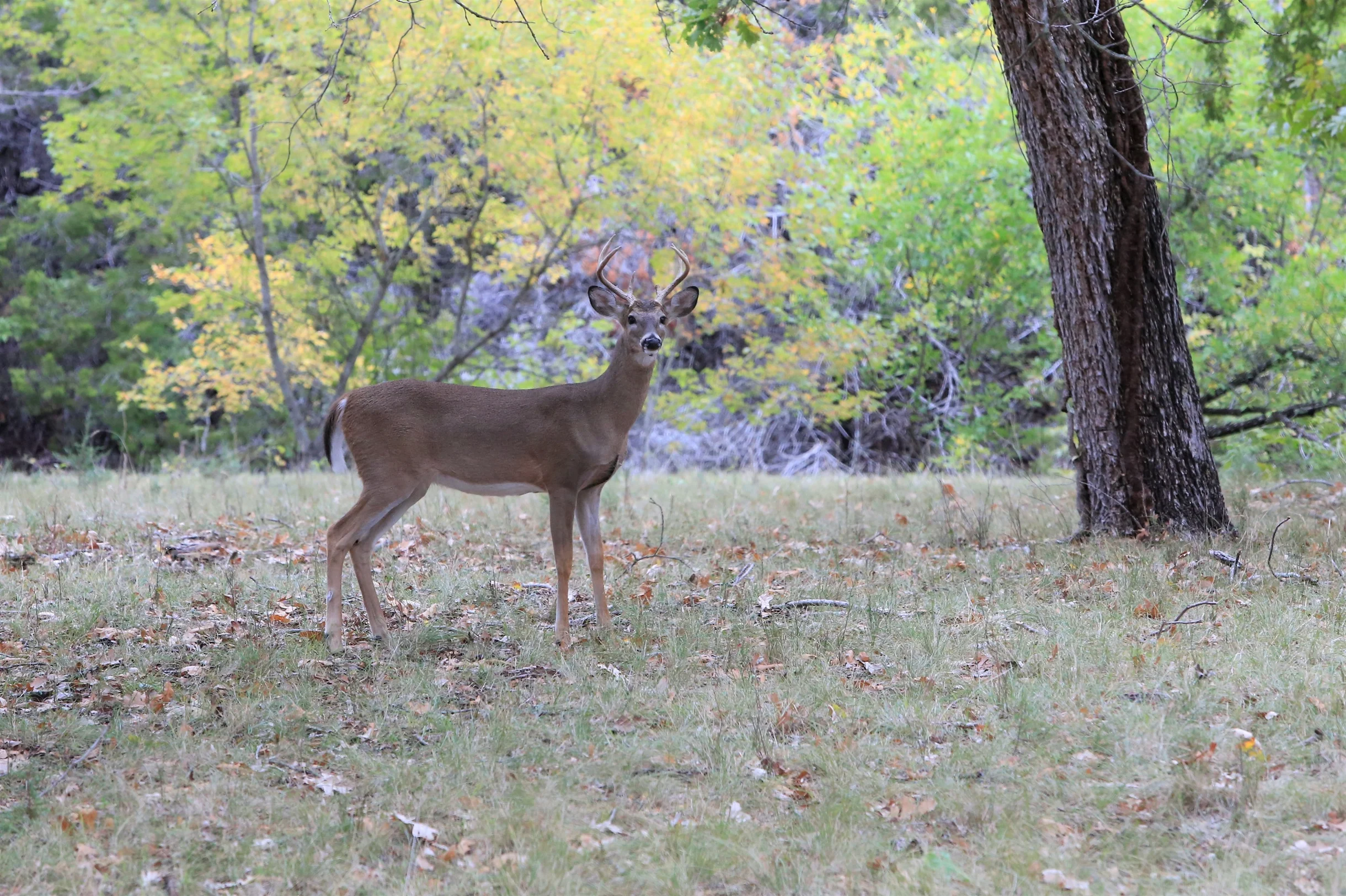 TX Retreat @ 6S River Ranch #79