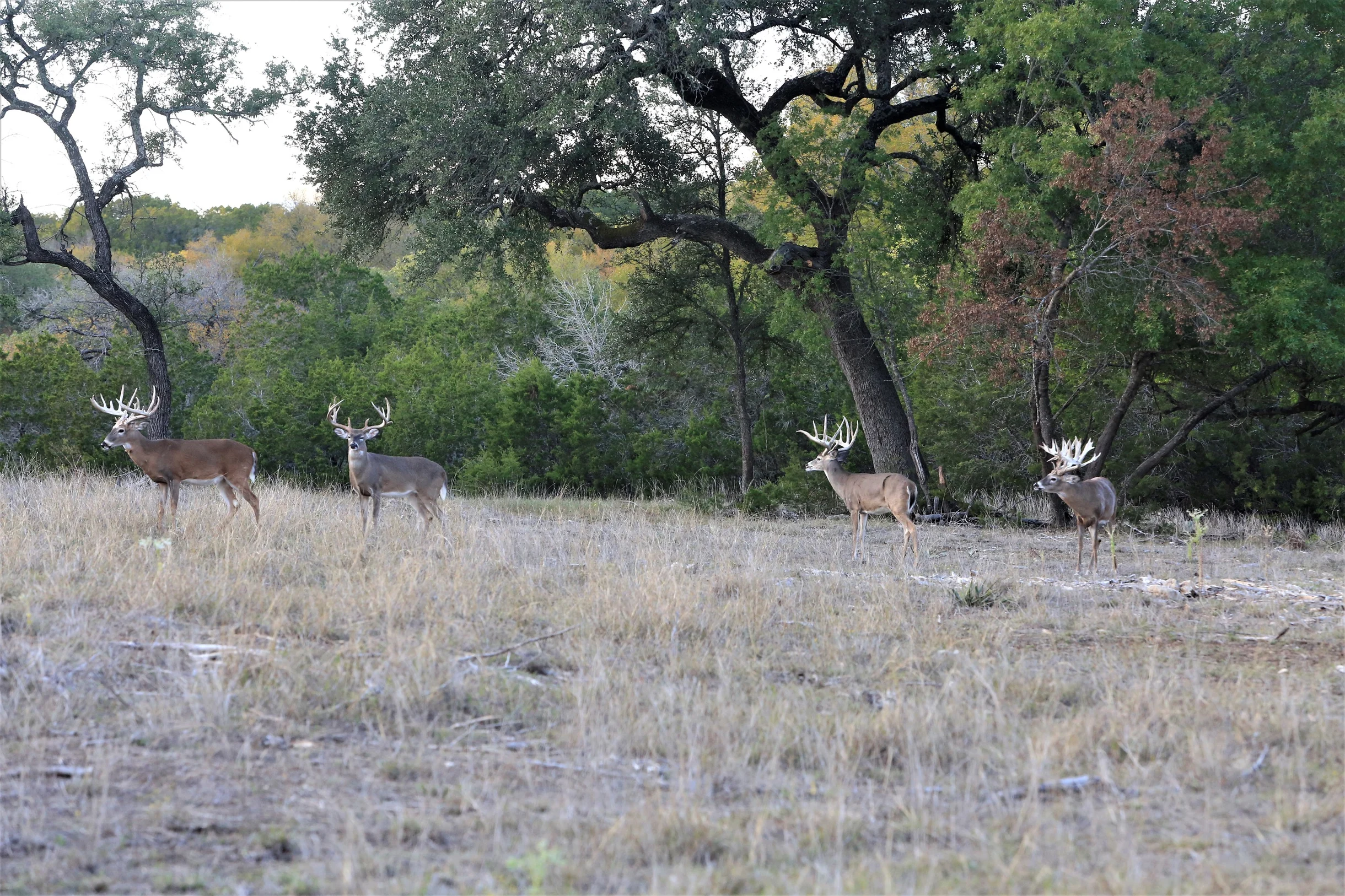 TX Retreat @ 6S River Ranch #8