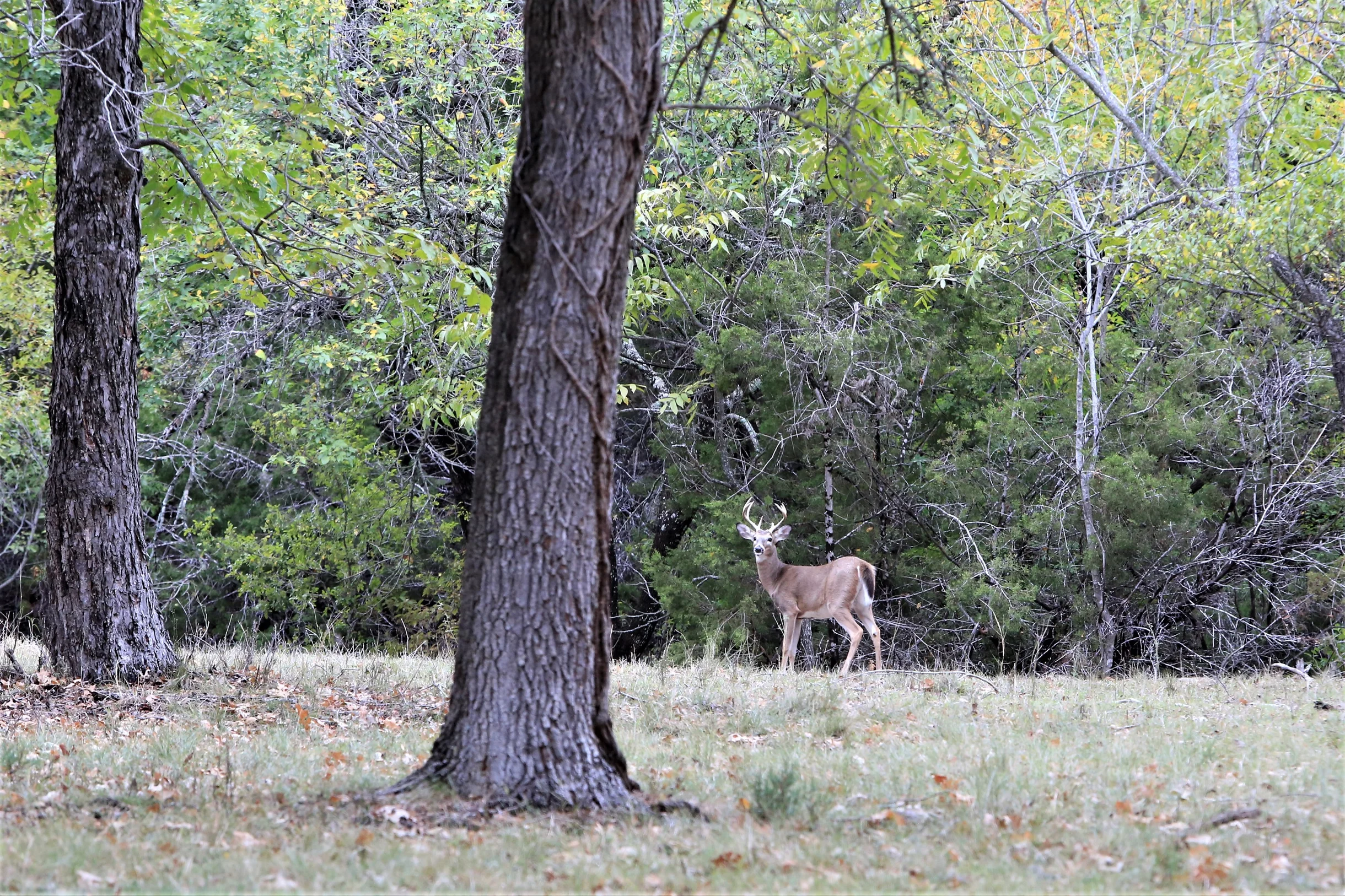 TX Retreat @ 6S River Ranch #87