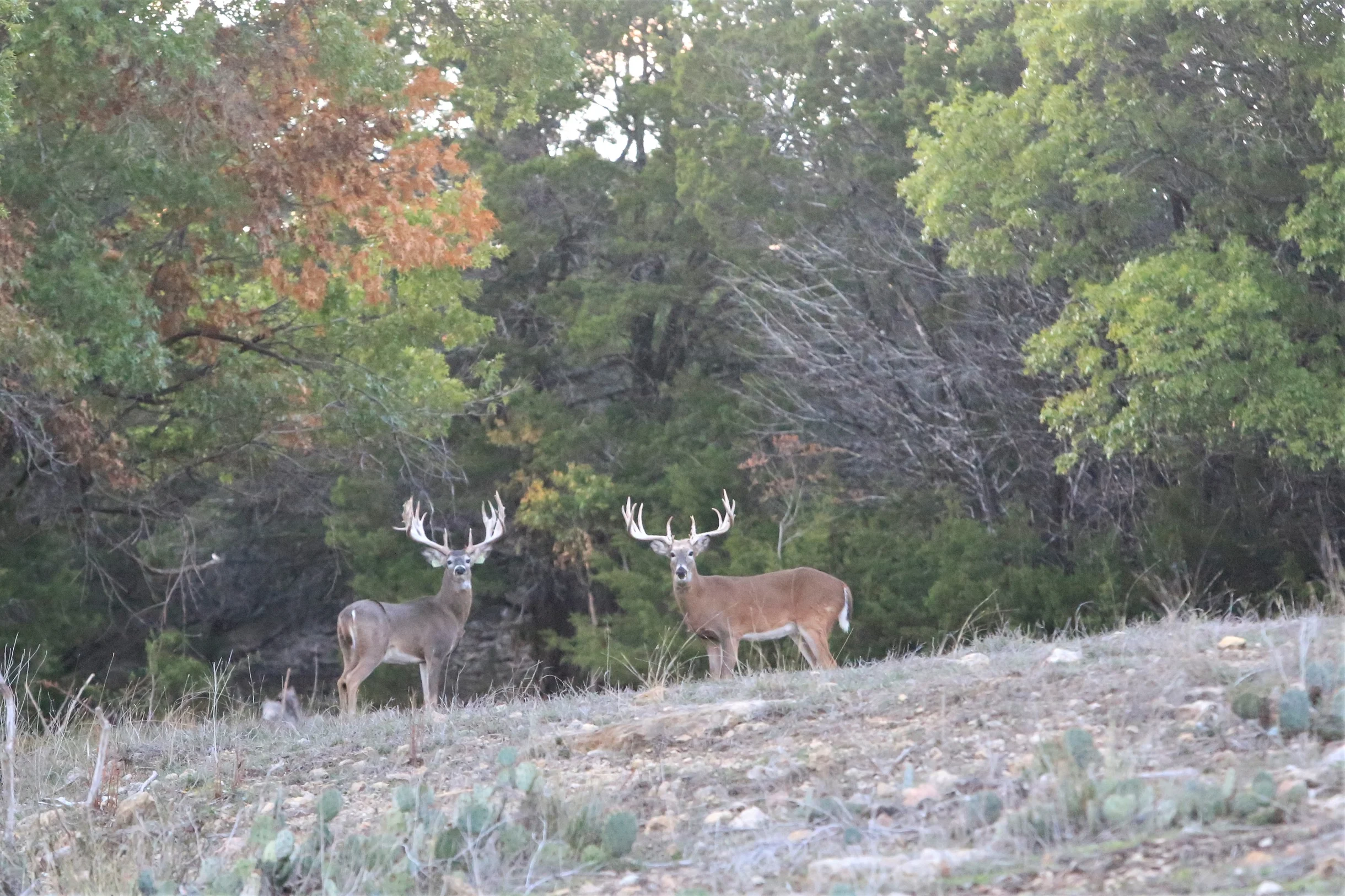 TX Retreat @ 6S River Ranch #111