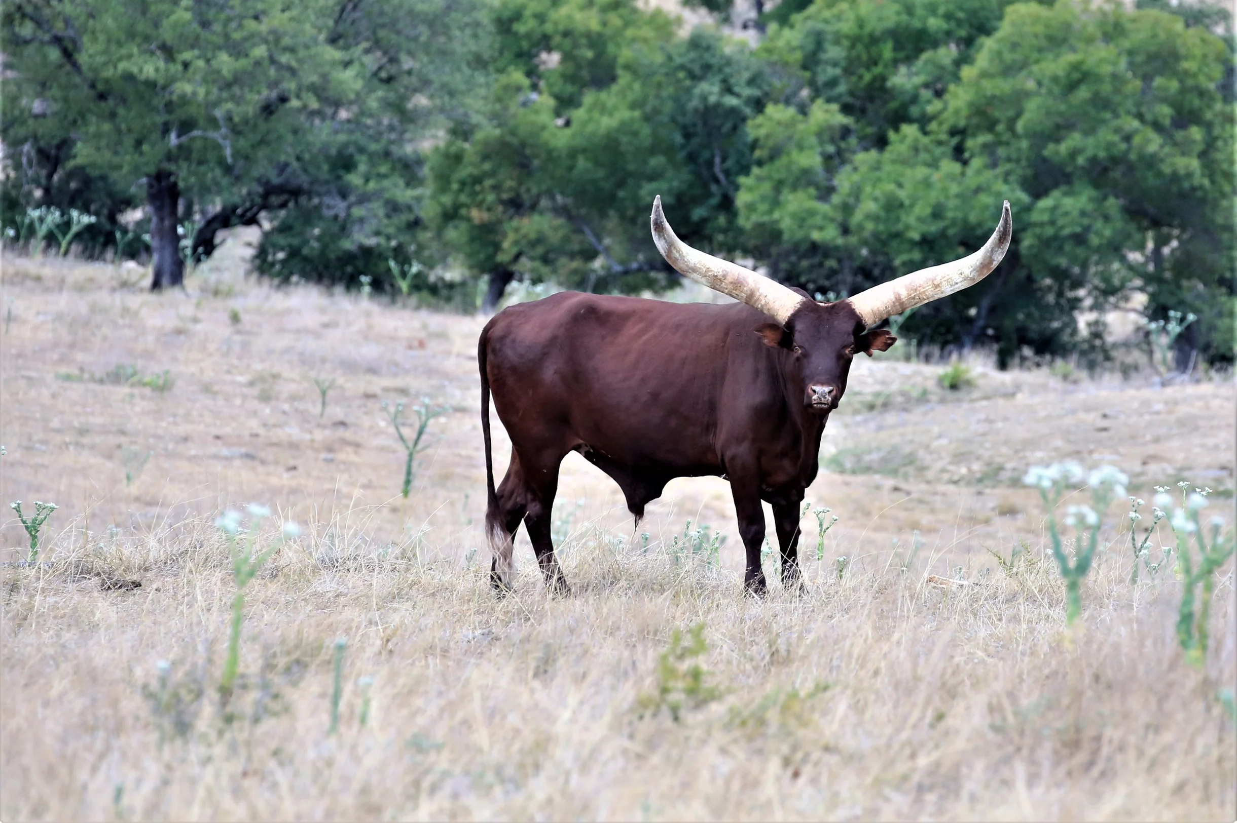 TX Retreat @ 6S River Ranch #39