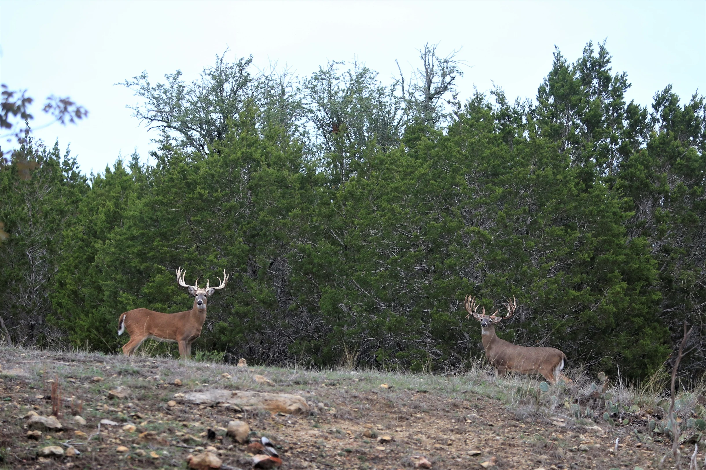 TX Retreat @ 6S River Ranch #121