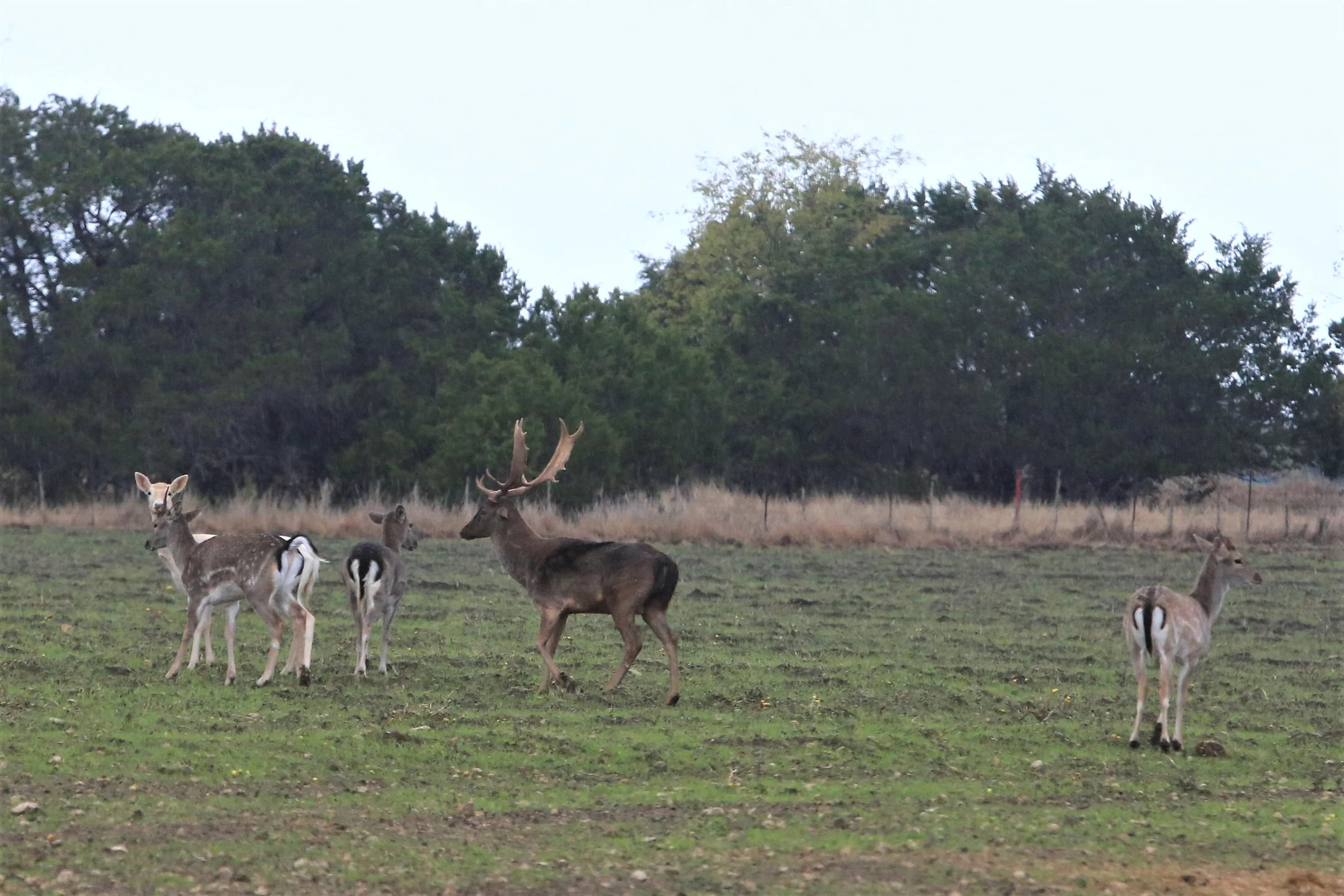 TX Retreat @ 6S River Ranch #85