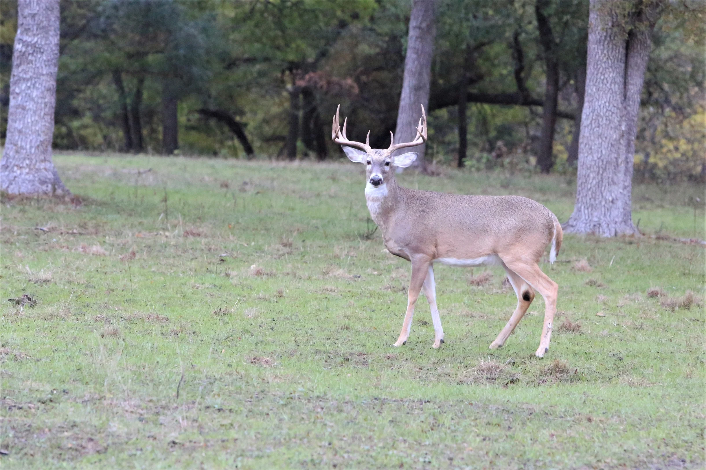 TX Retreat @ 6S River Ranch #62