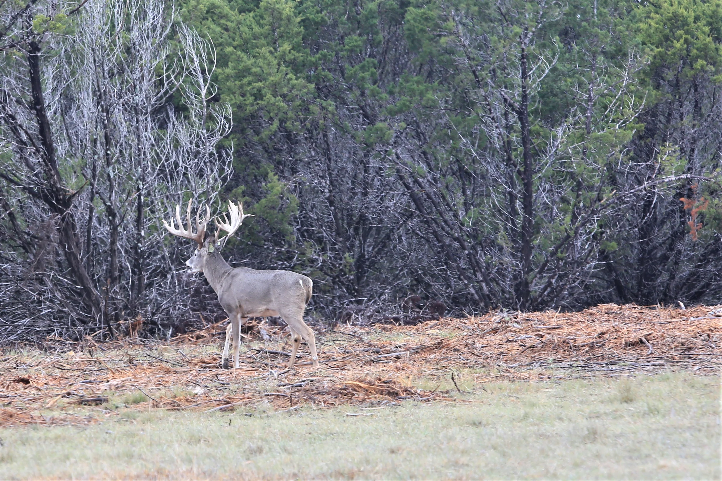 TX Retreat @ 6S River Ranch #88