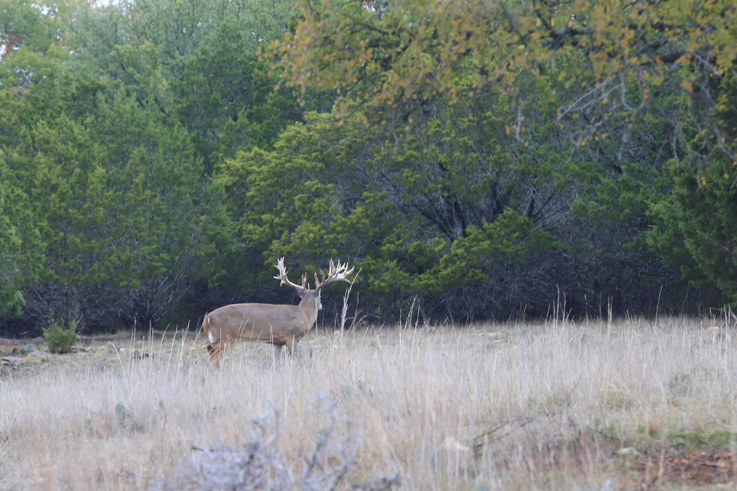 TX Retreat @ 6S River Ranch #35