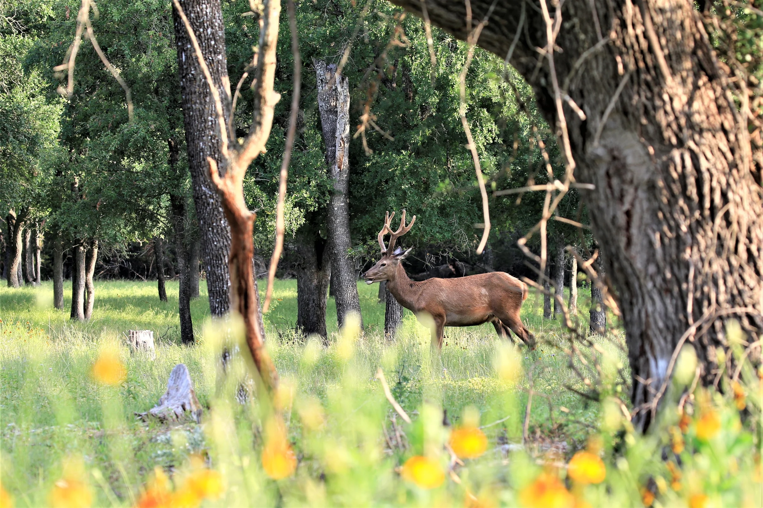 TX Retreat @ 6S River Ranch #114