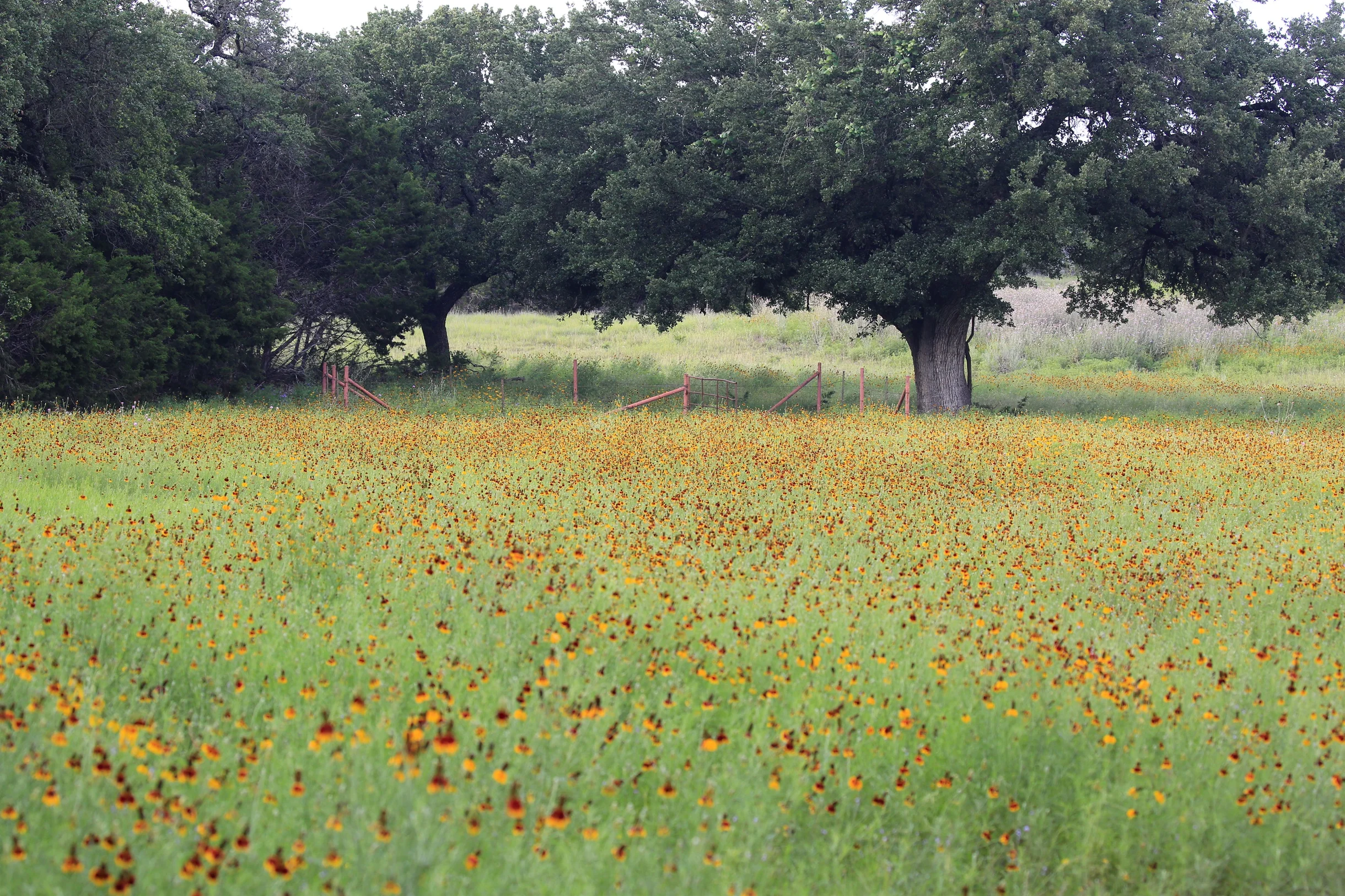 TX Retreat @ 6S River Ranch #82