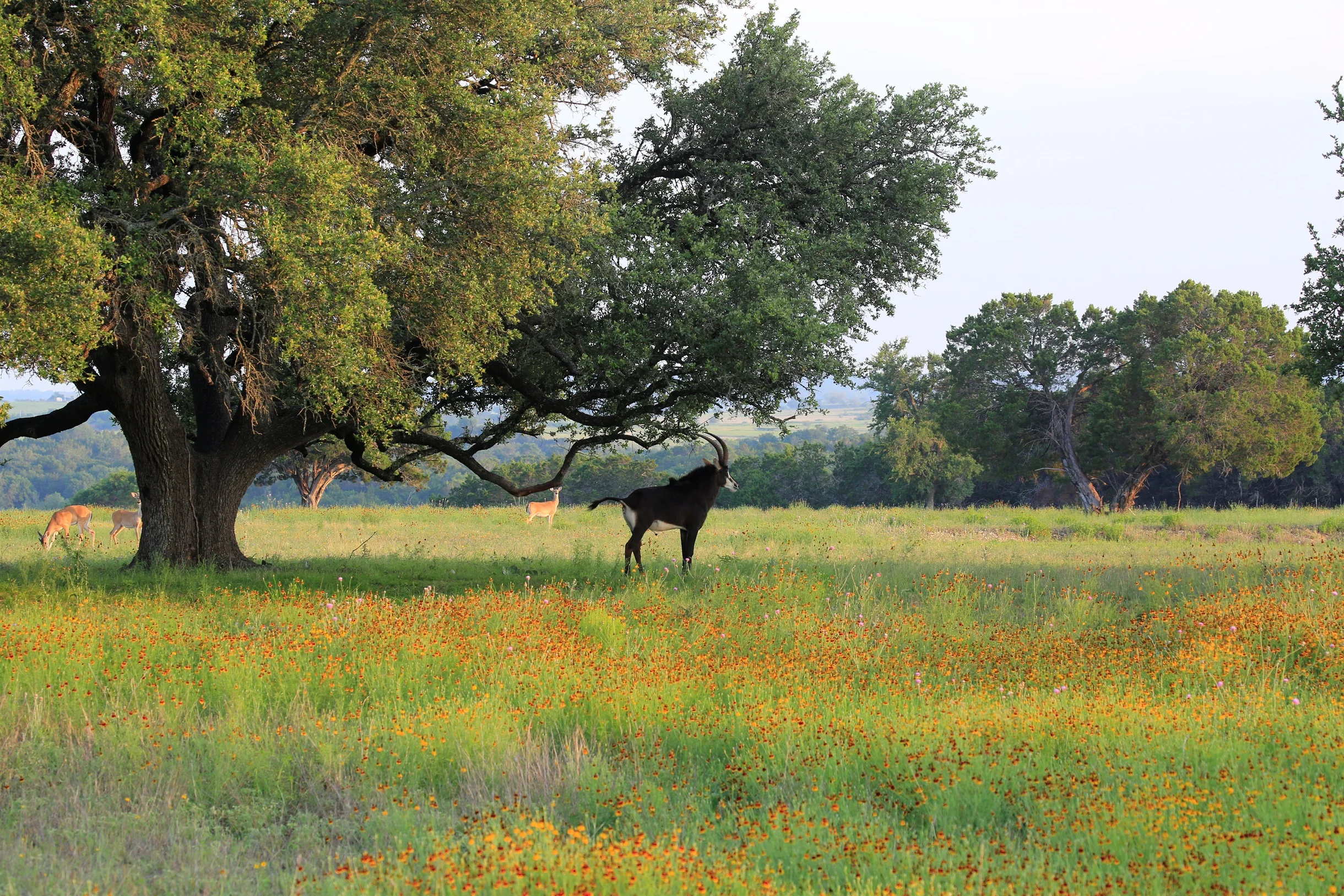 TX Retreat @ 6S River Ranch #90