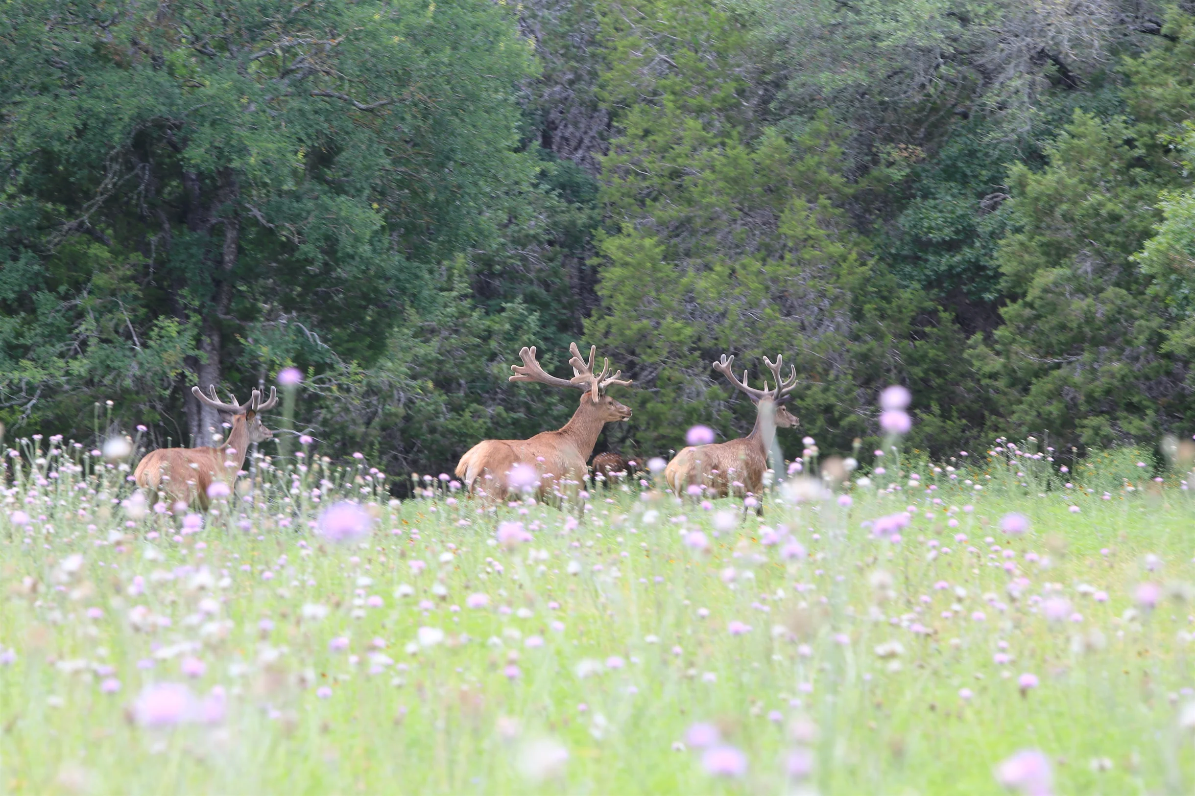 TX Retreat @ 6S River Ranch #70