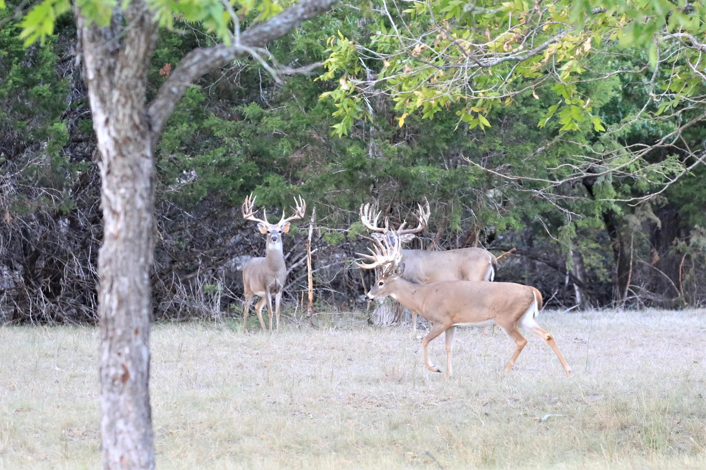 TX Retreat @ 6S River Ranch #84