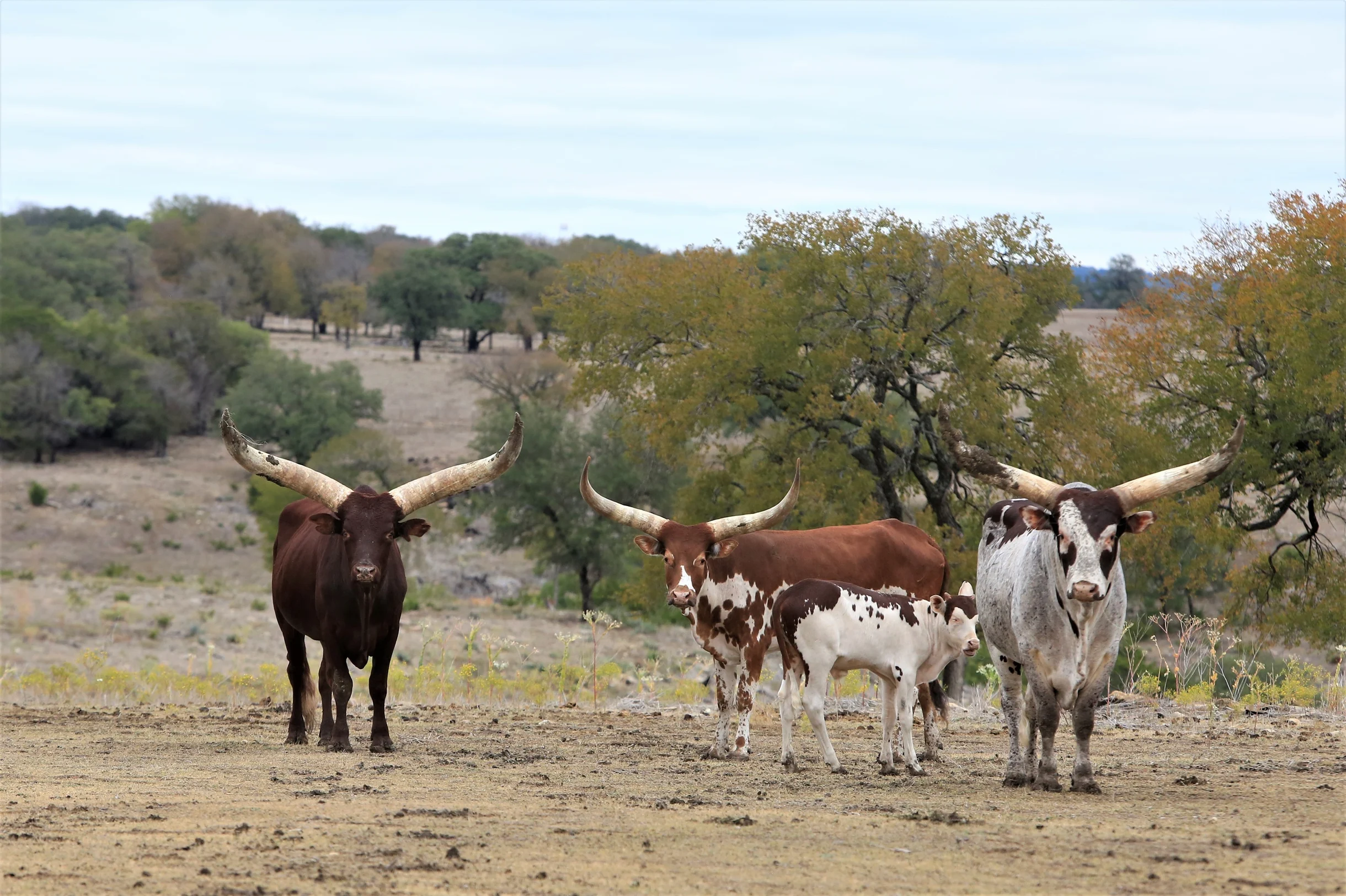 TX Retreat @ 6S River Ranch #132