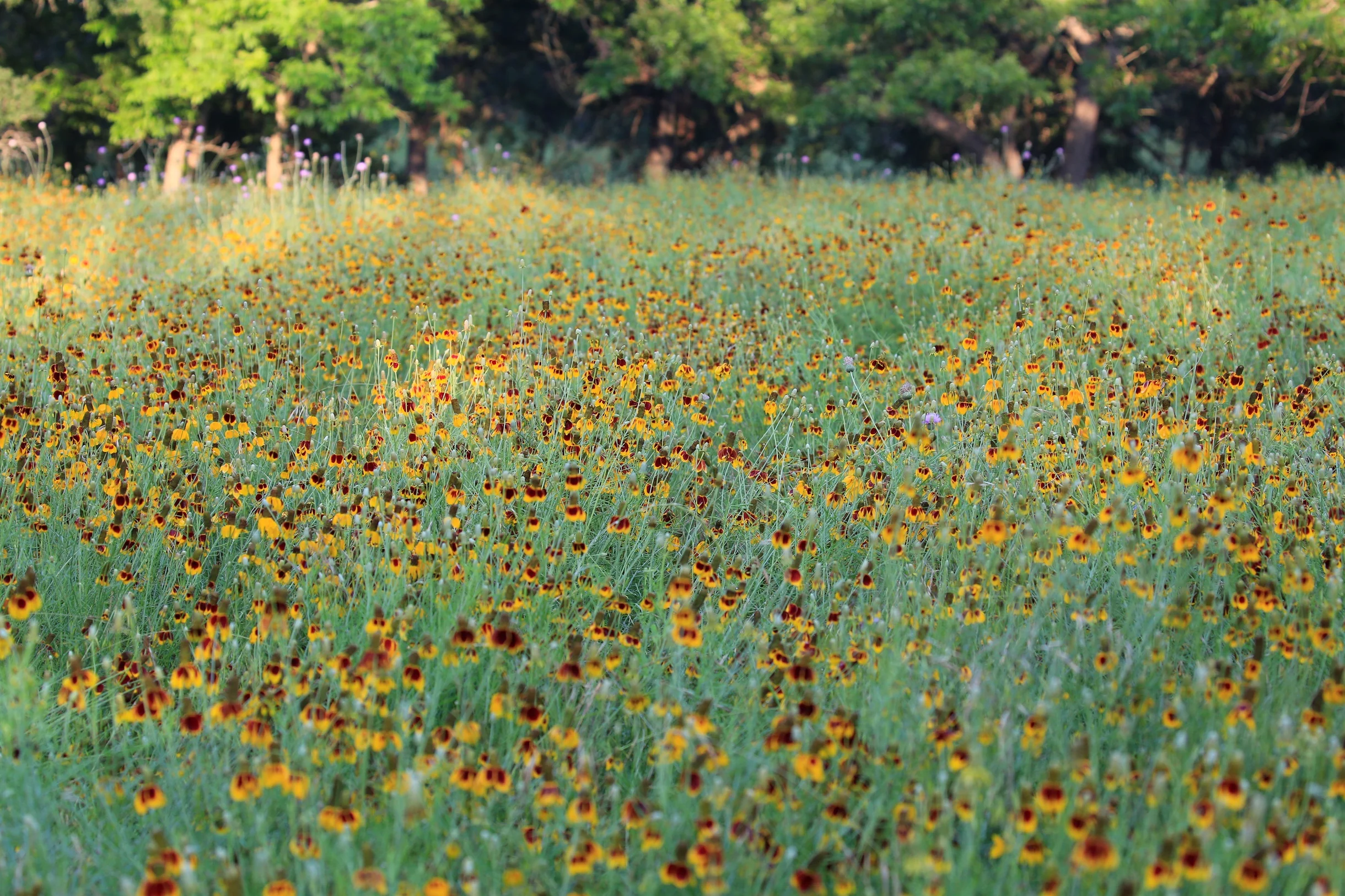 TX Retreat @ 6S River Ranch #92