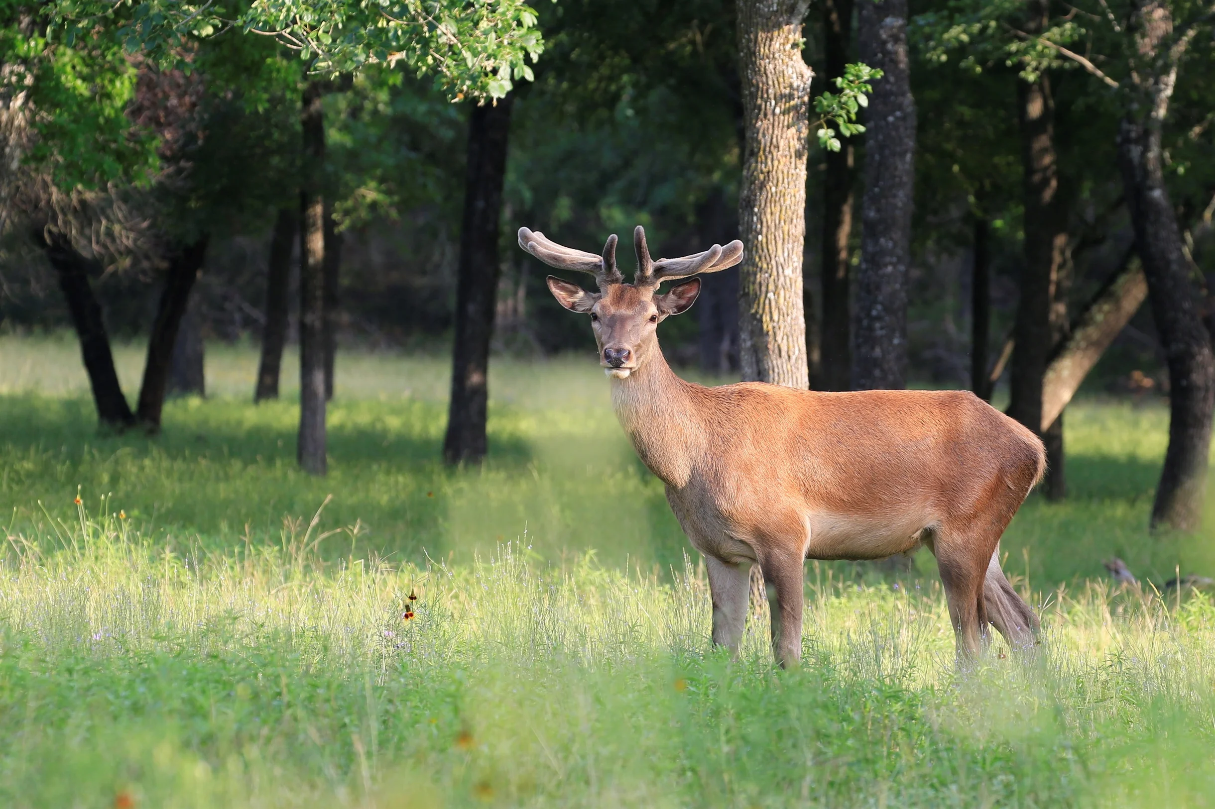 TX Retreat @ 6S River Ranch #125