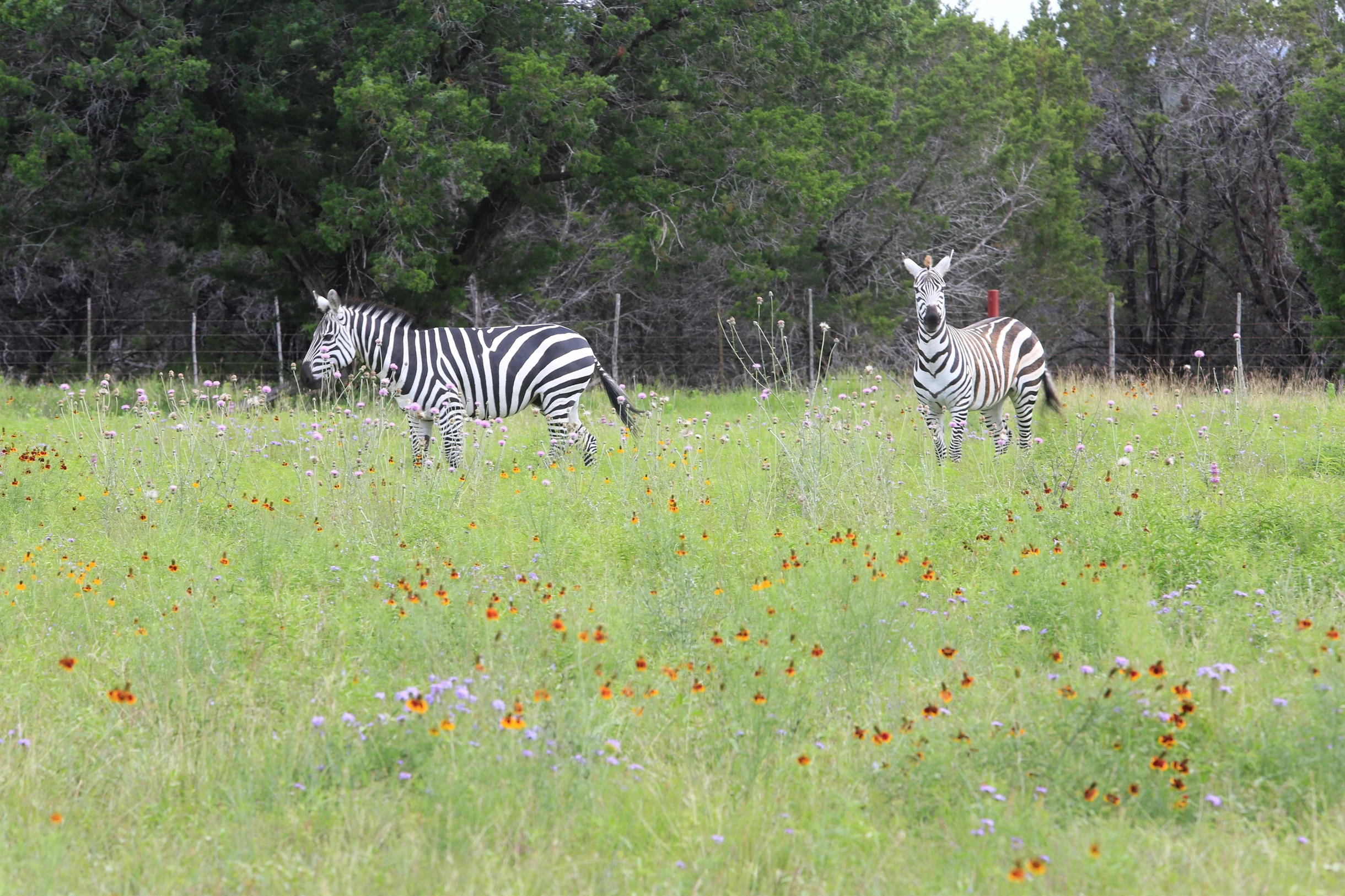 TX Retreat @ 6S River Ranch #76