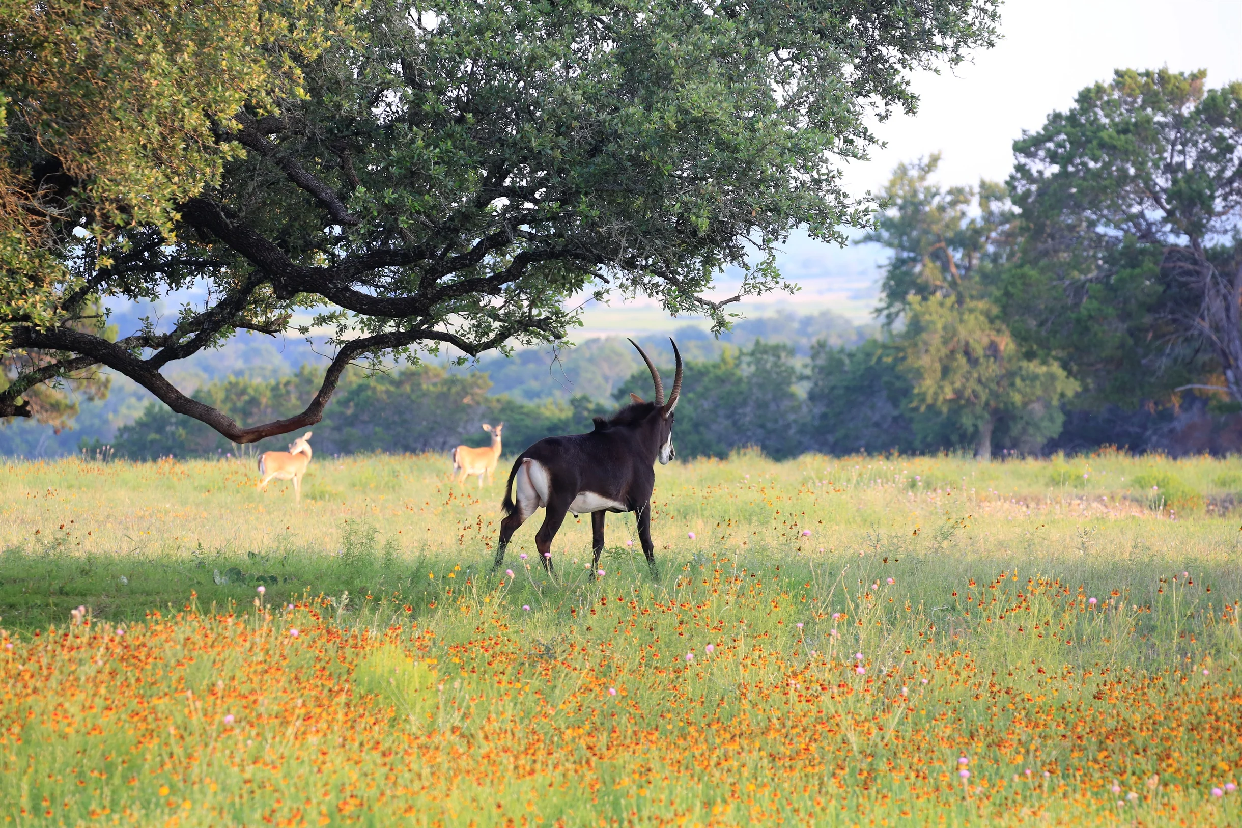 TX Retreat @ 6S River Ranch #60
