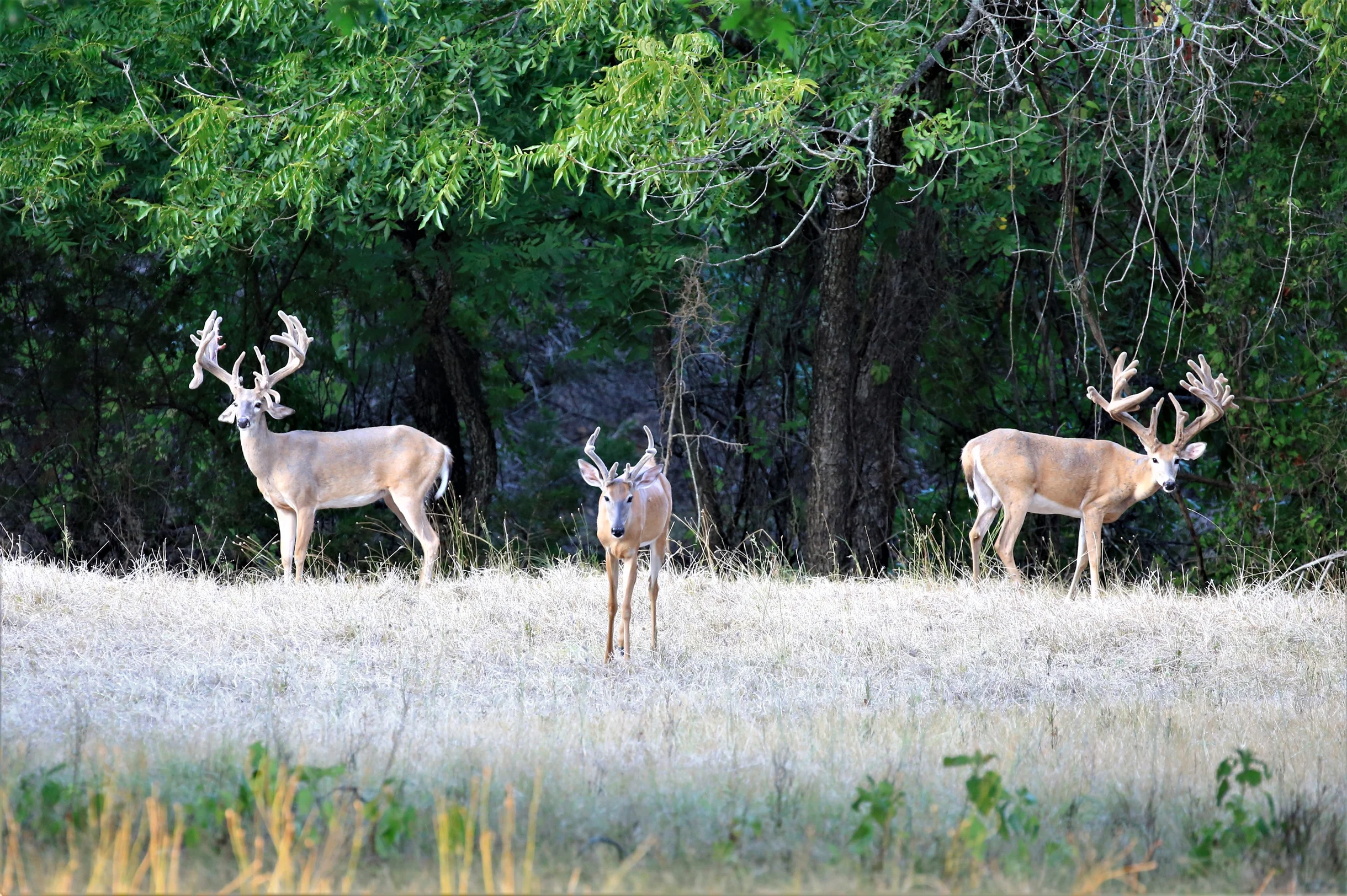 TX Retreat @ 6S River Ranch #108