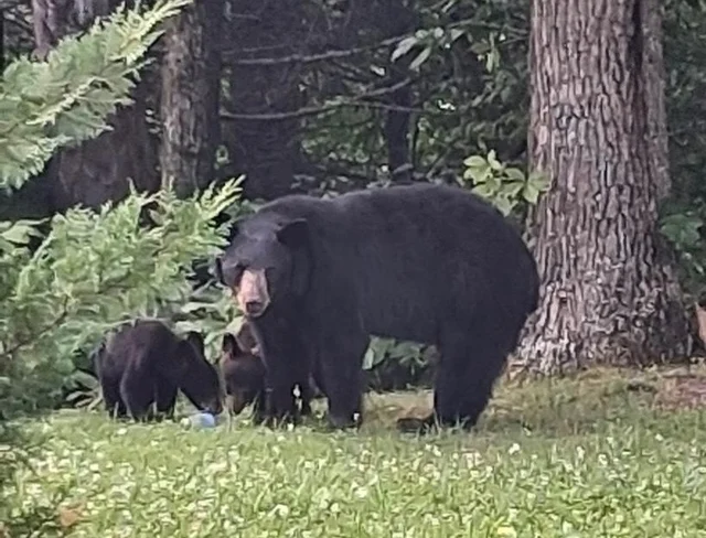 Bearly Haus #71