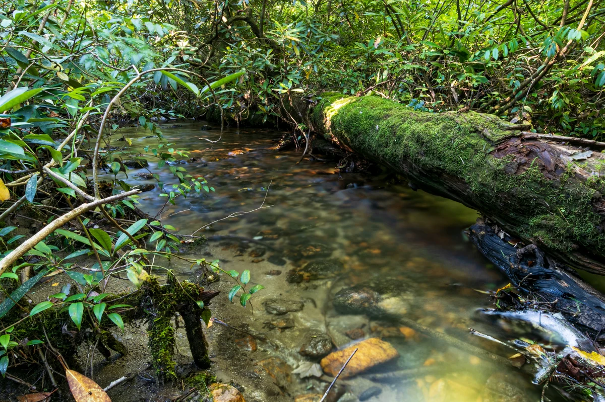 Whispering Pines property photo 3