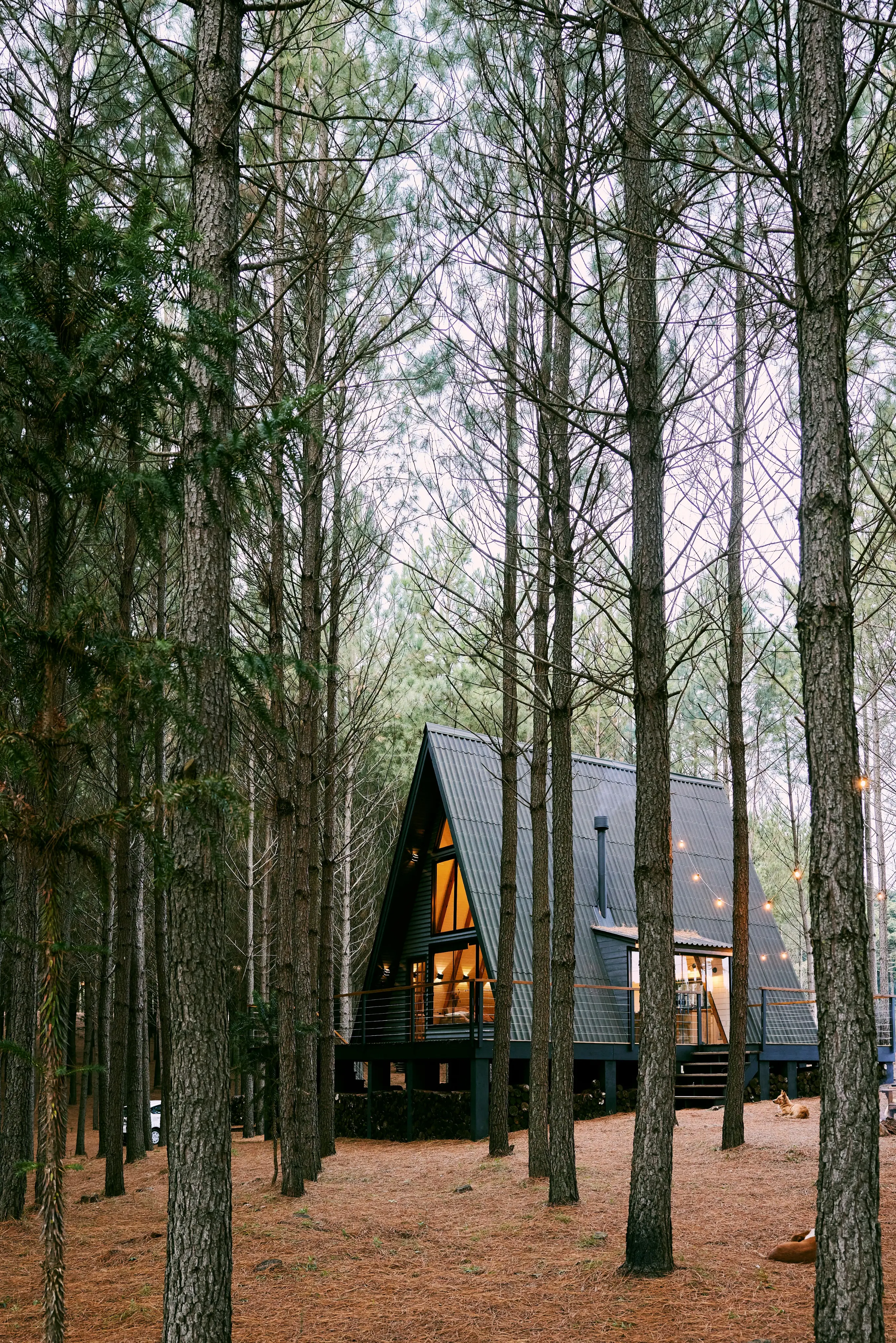 Forest Cabins